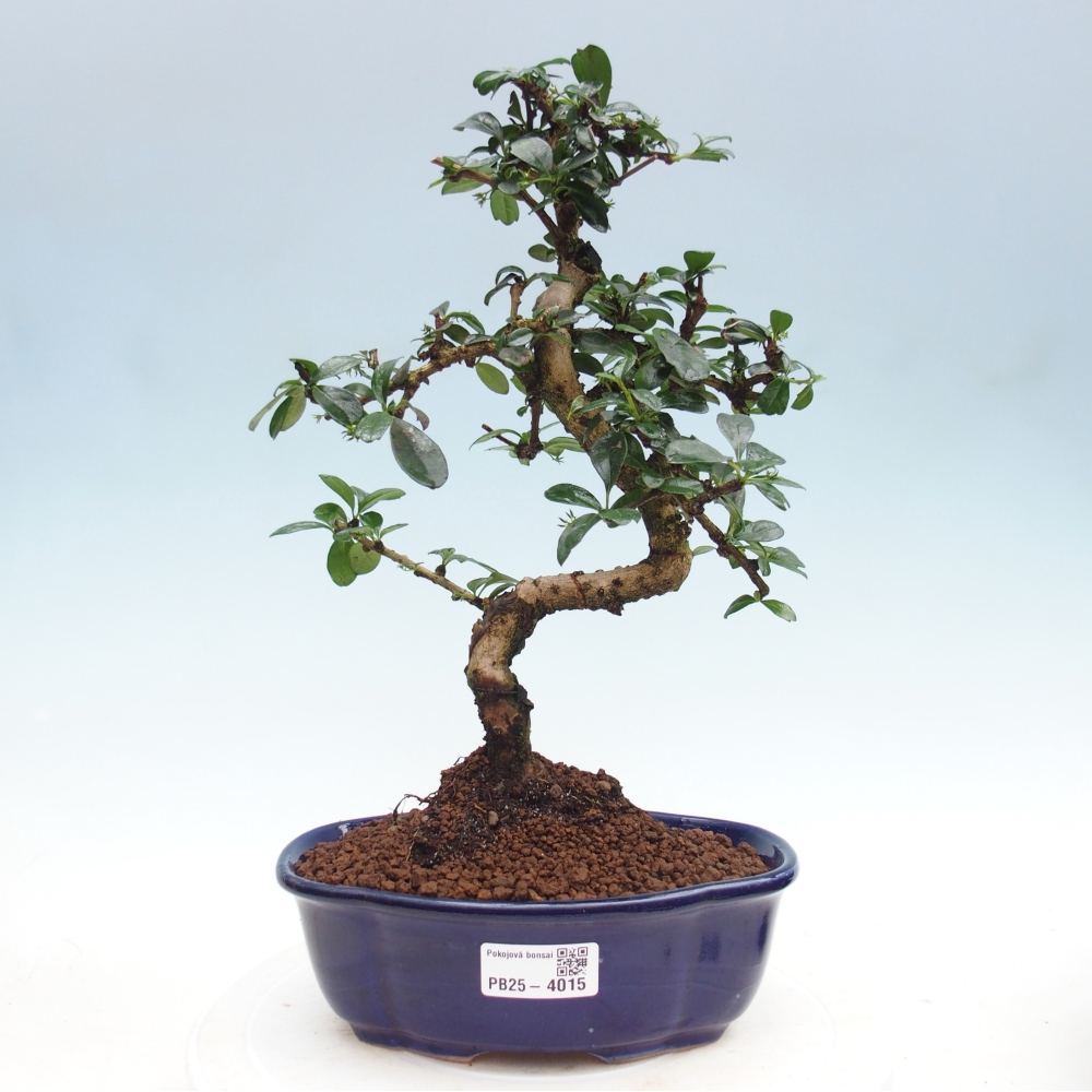 Szobai bonsai - Carmona macrophylla - Tea fuki