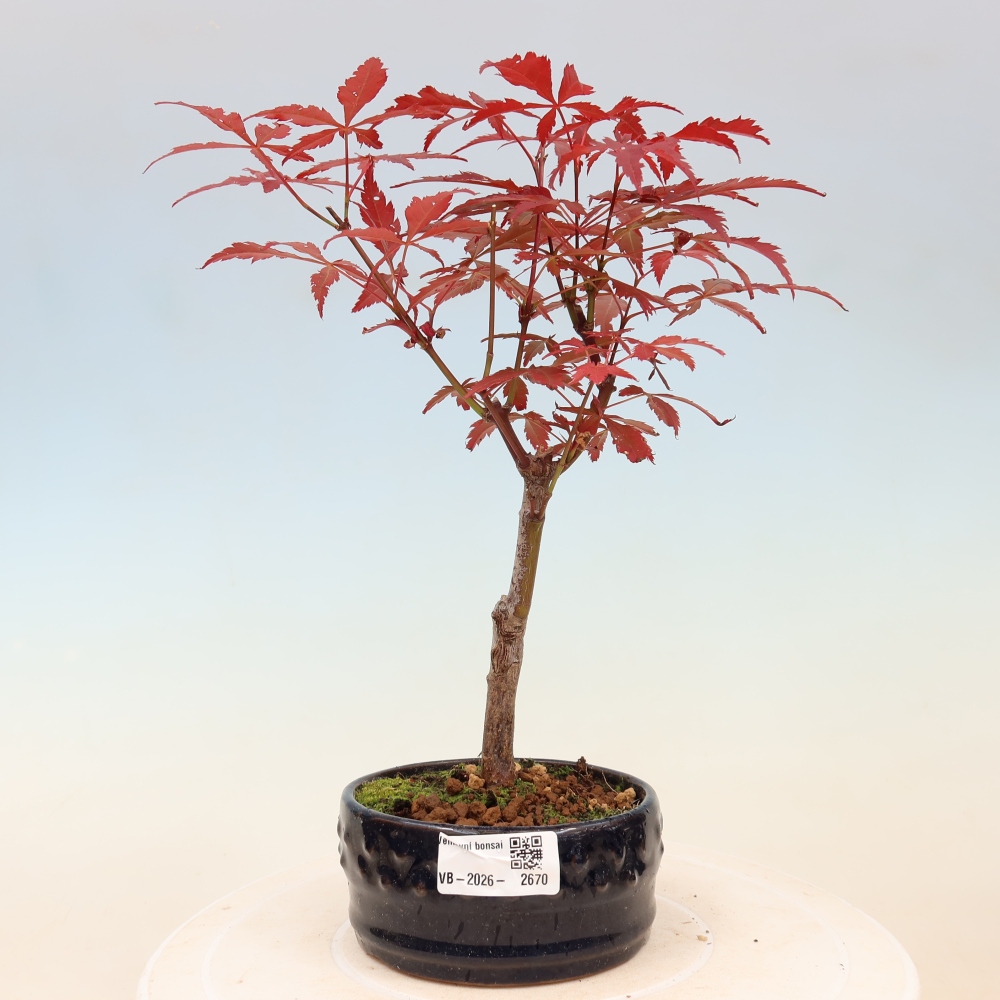 Kültéri bonsai - Acer pálma. Atropurpureum-Javor palmate