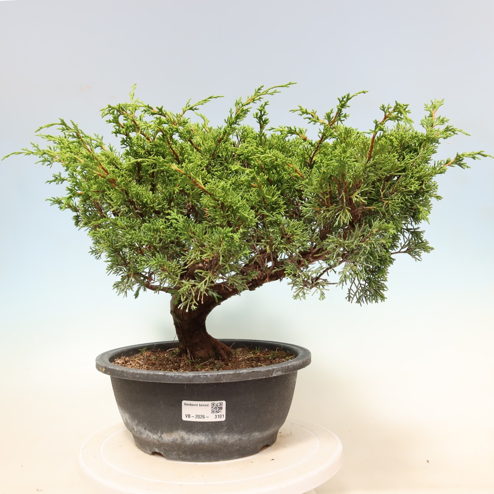 Kültéri bonsai - Juniperus chinensis Itoigawa-Juniperus chinensis