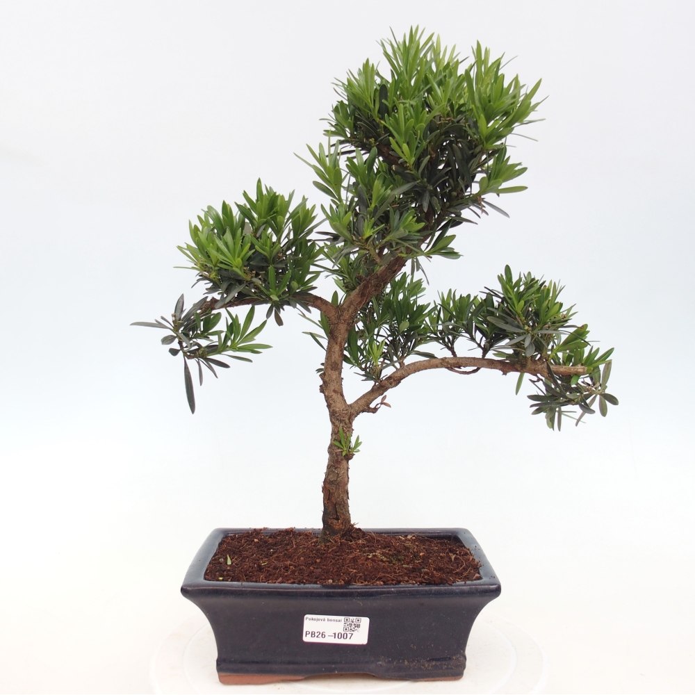 Szobai bonsai - Podocarpus - Kőtiszafa