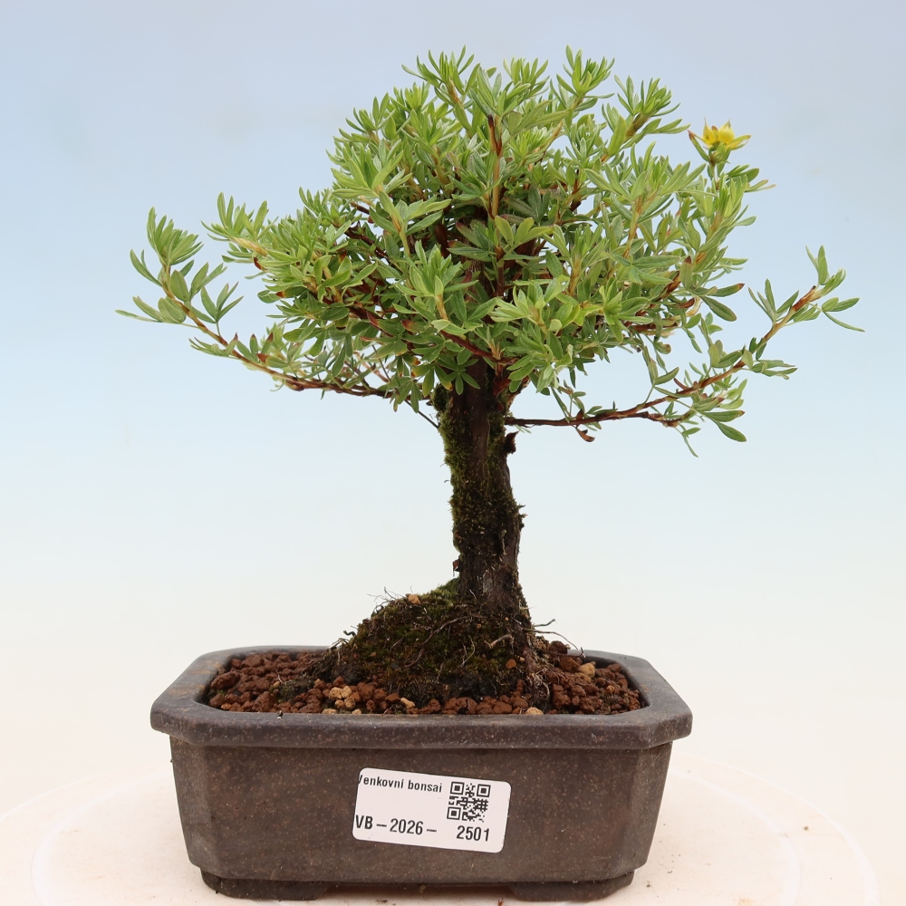 Kültéri bonsai - Potentila fruticosa