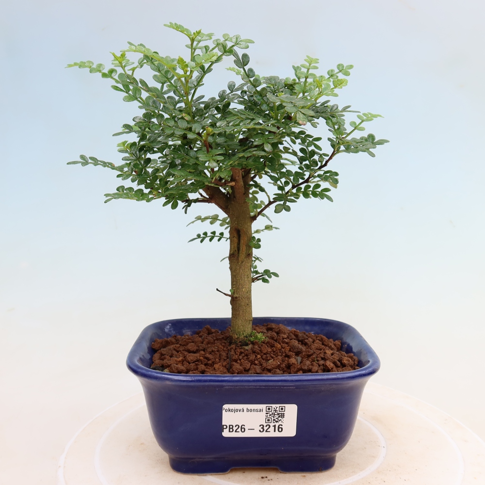 Szobai bonsai - Zantoxylum piperitum - borsfa