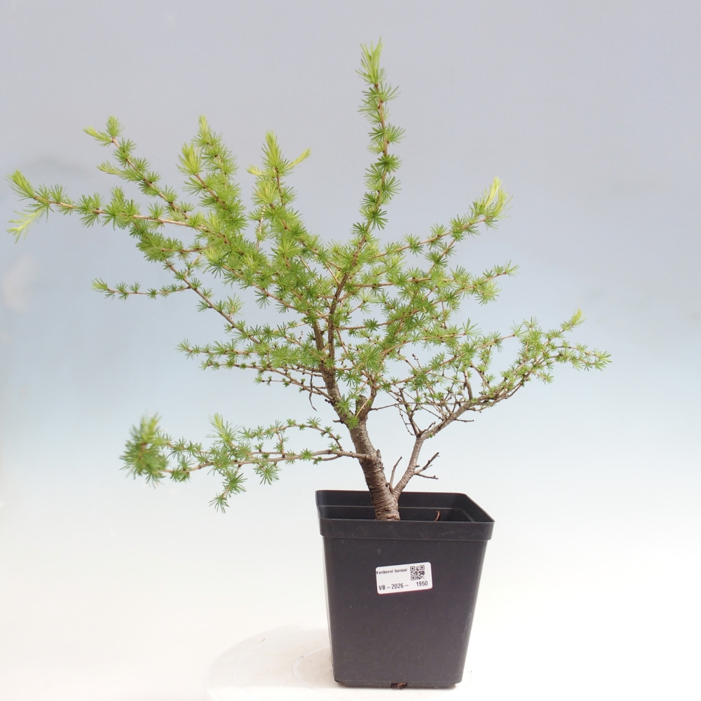 Kültéri bonsai - Larix decidua - vörösfenyő