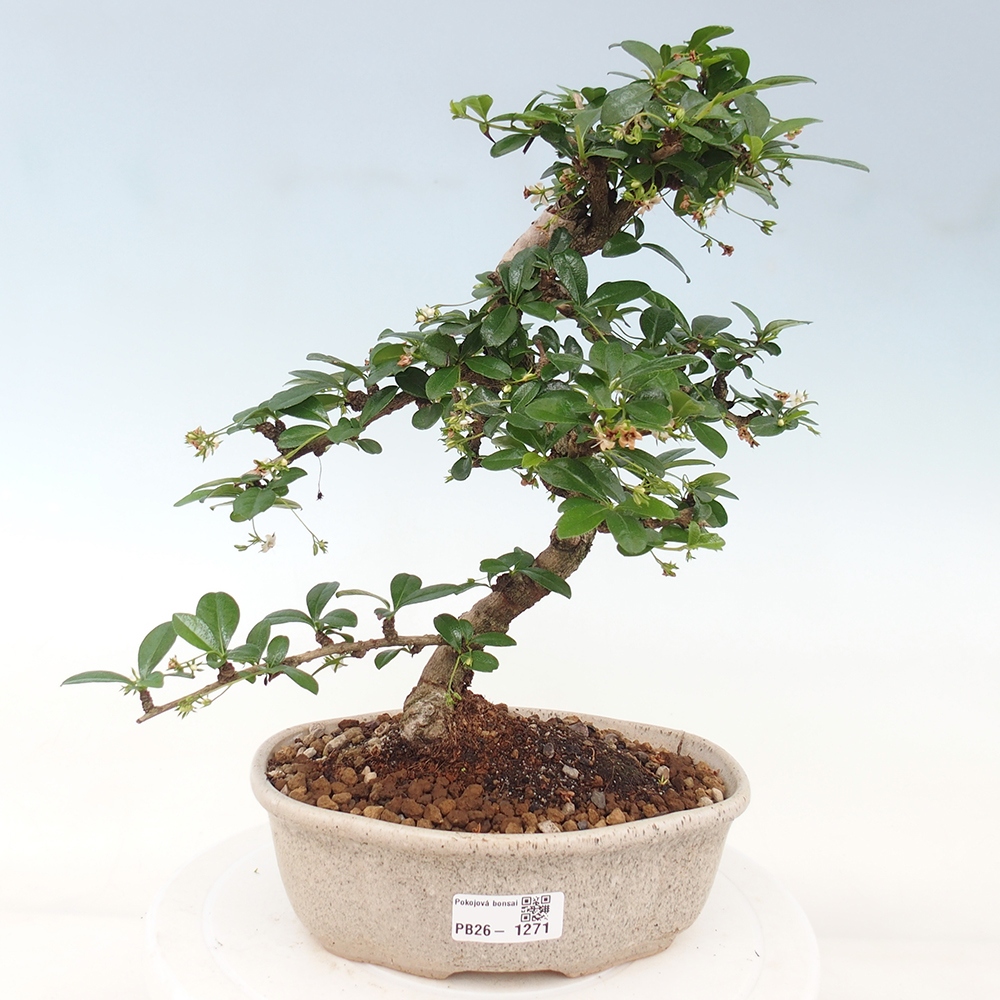Szobai bonsai - Carmona macrophylla - Tea fuki