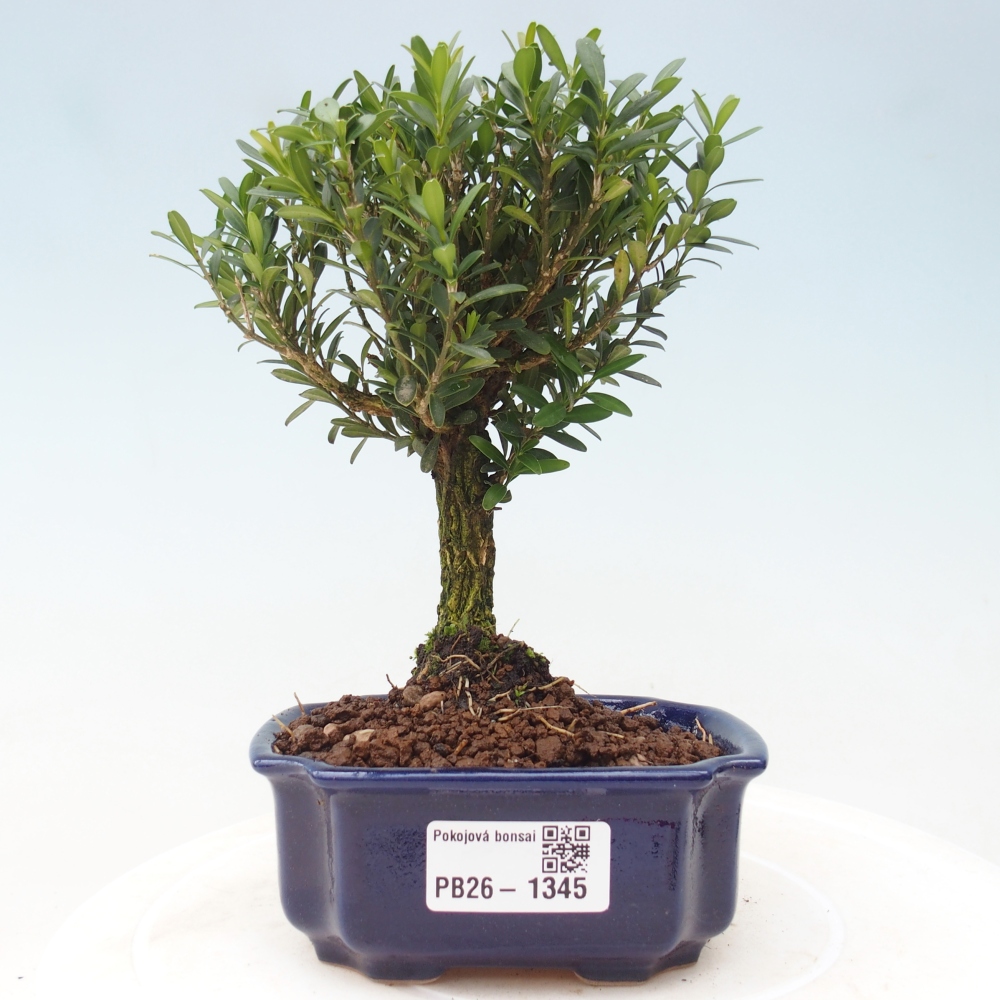 Szobai bonsai - Buxus harlandii - parafa buxus