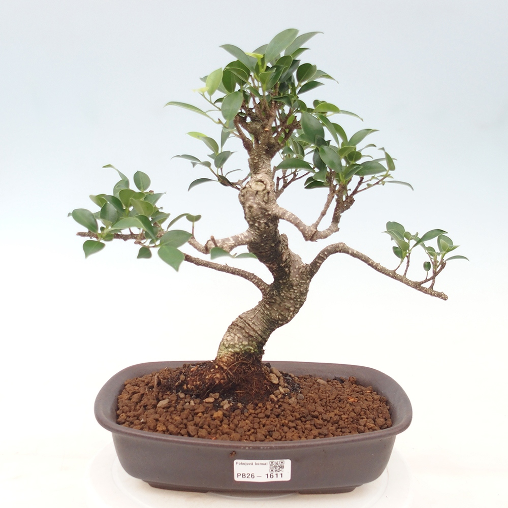Szobai bonsai - Ficus kimmen - kislevelű fikusz