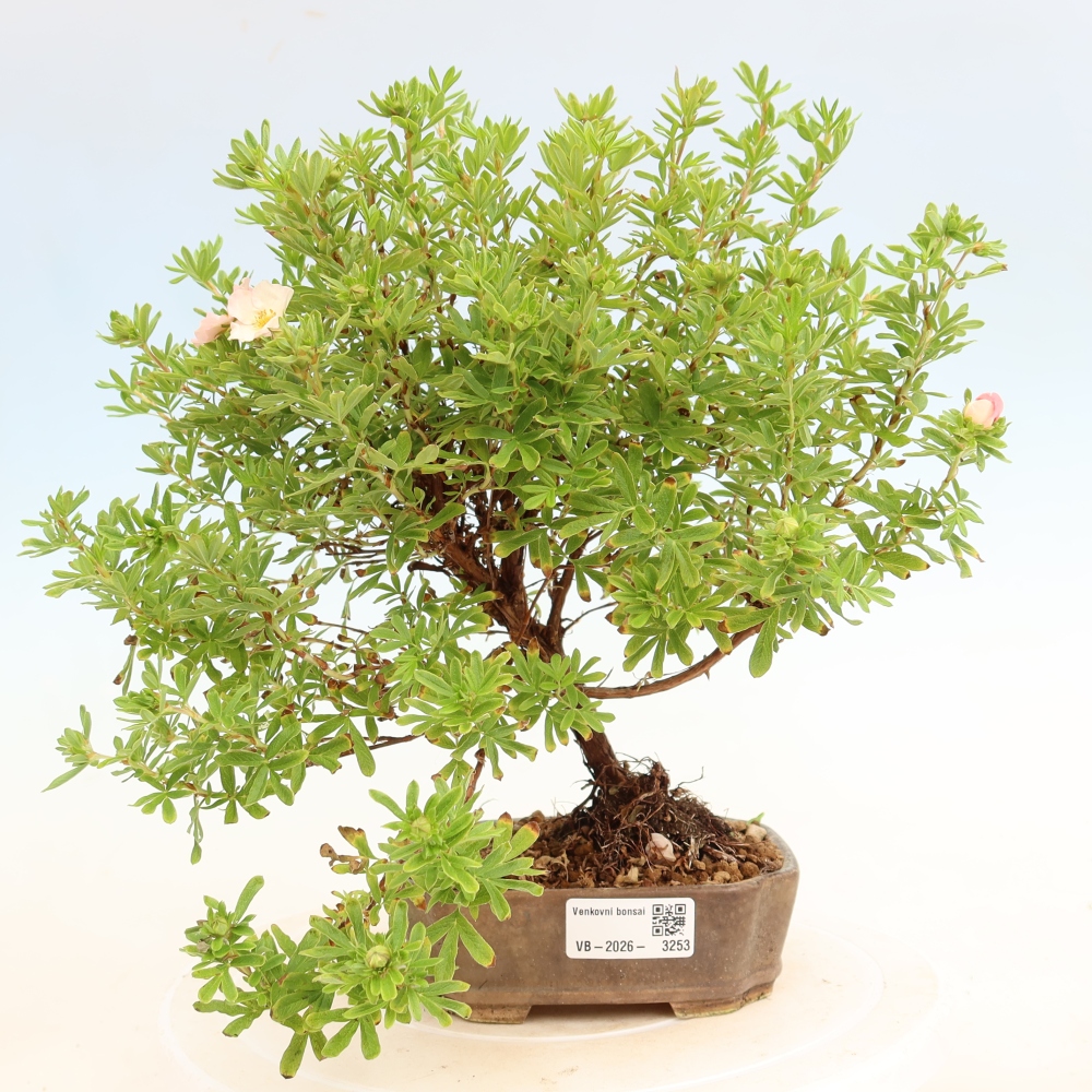 Kültéri bonsai – Cserjés potentilla – Potentilla fruticosa Bellissima