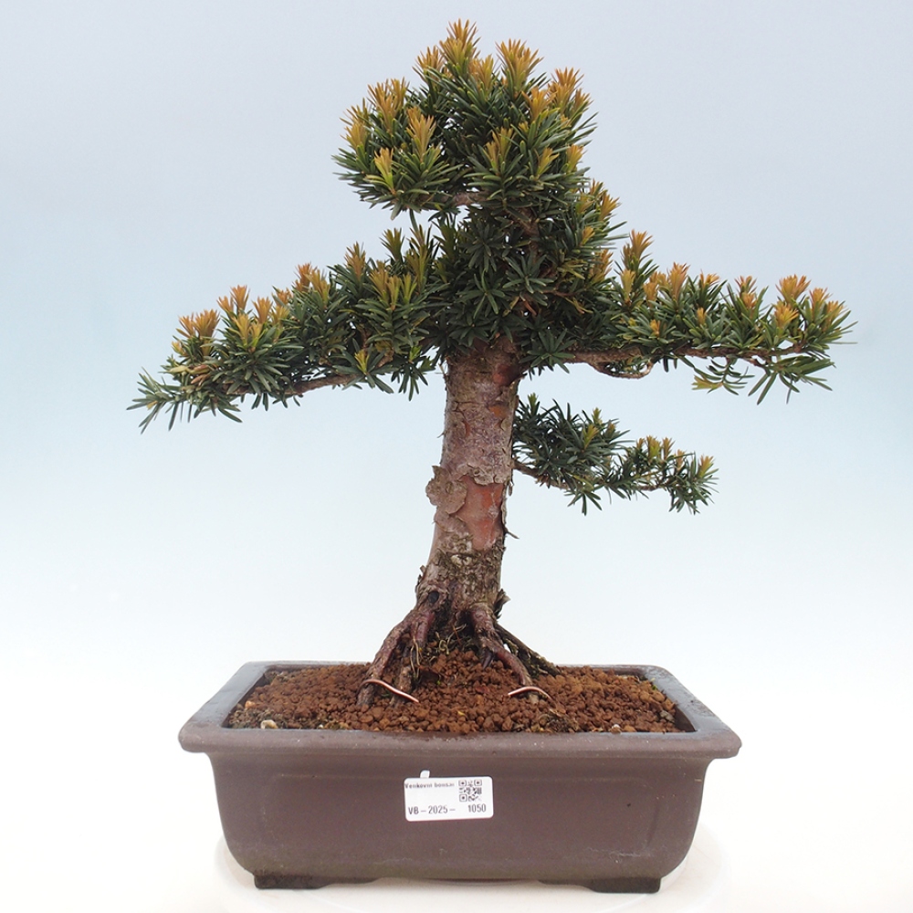 Kültéri bonsai - Taxus cuspidata - japán tiszafa