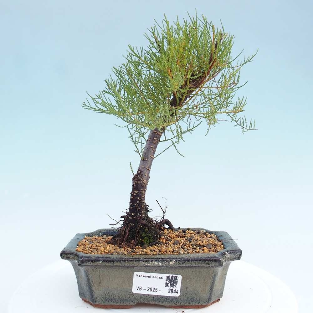 Kültéri bonsai - Tamariszkusz - Tamarix