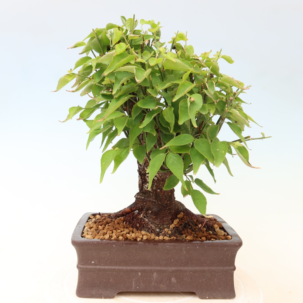 Kültéri bonsai – Japán barack – Prunus Mume