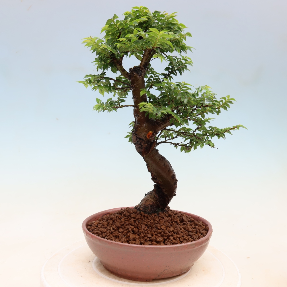 Kültéri bonsai – Ulmus Jacqueline Hillier – Gyönyörű szil
