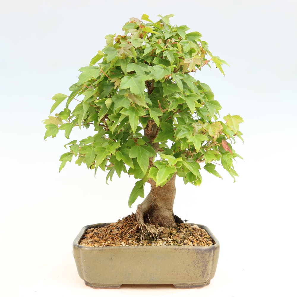 Kültéri bonsai - Juhar Burger - Acer Burgerianum
