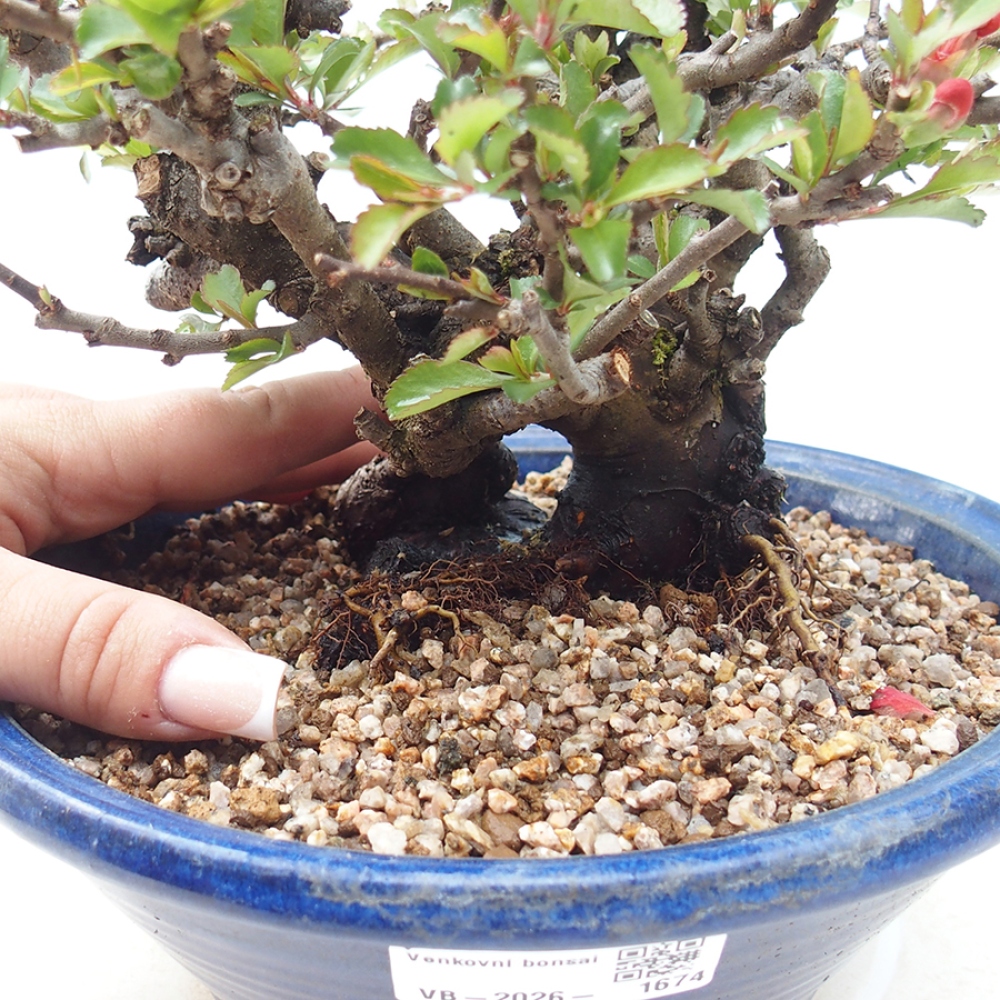 Kültéri bonsai - Chaneomeles speciosa - birs