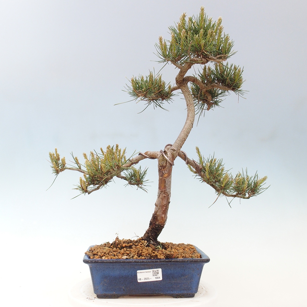 Kültéri bonsai - Pinus Sylvestris Watererri - erdeifenyő