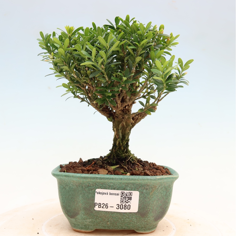 Szobai bonsai - Buxus harlandii - parafa buxus