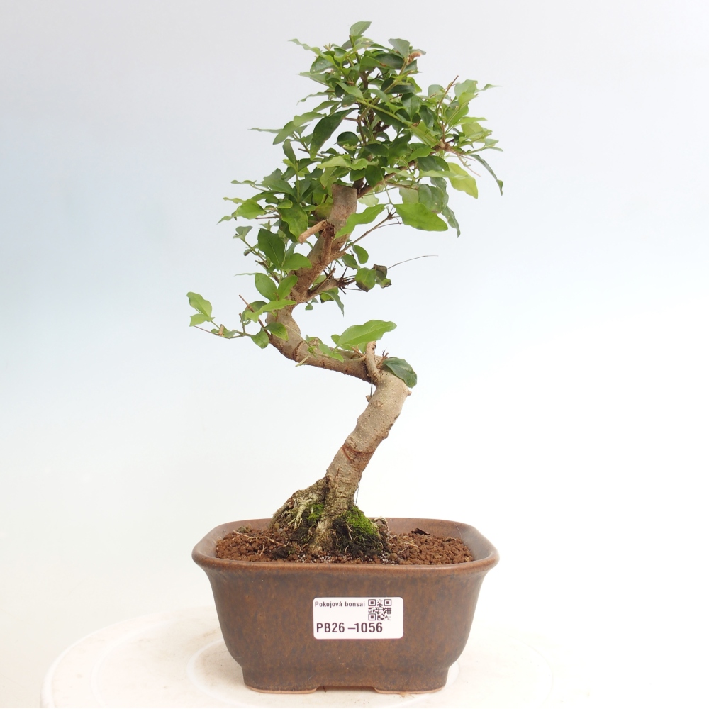 Szobai bonsai -Ligustrum chinensis - Madárcsőr