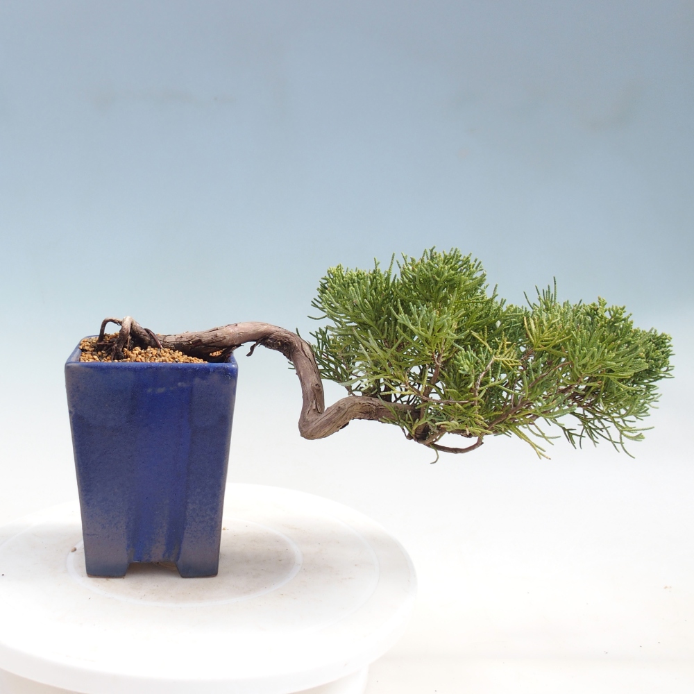 Kültéri bonsai - Juniperus chinensis Kishu