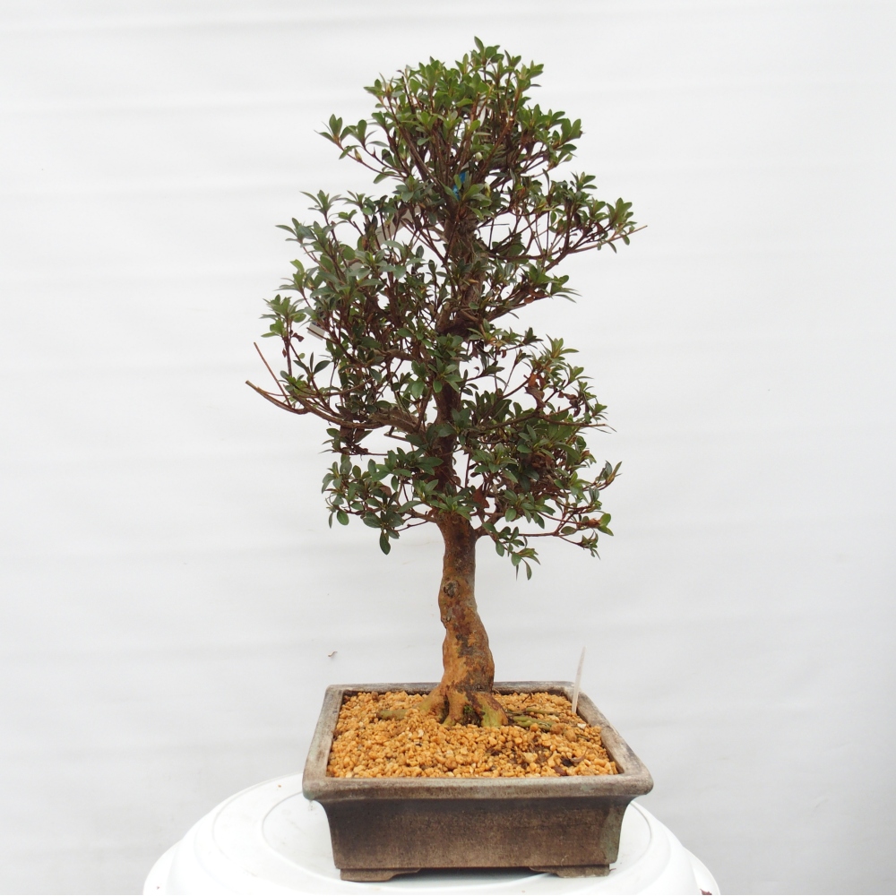 Kültéri bonsai - Japán azálea - Azalea Hanatsuzuri