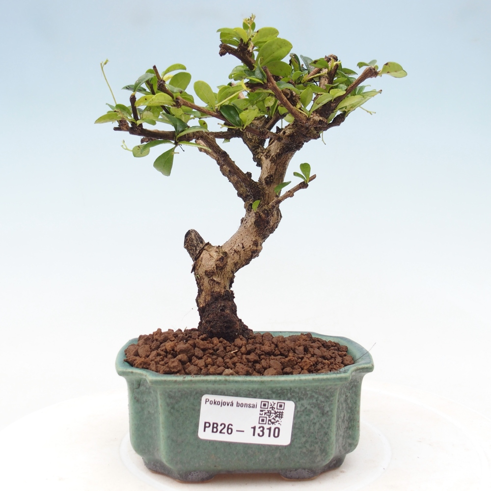 Szobai bonsai - Carmona macrophylla - Tea fuki