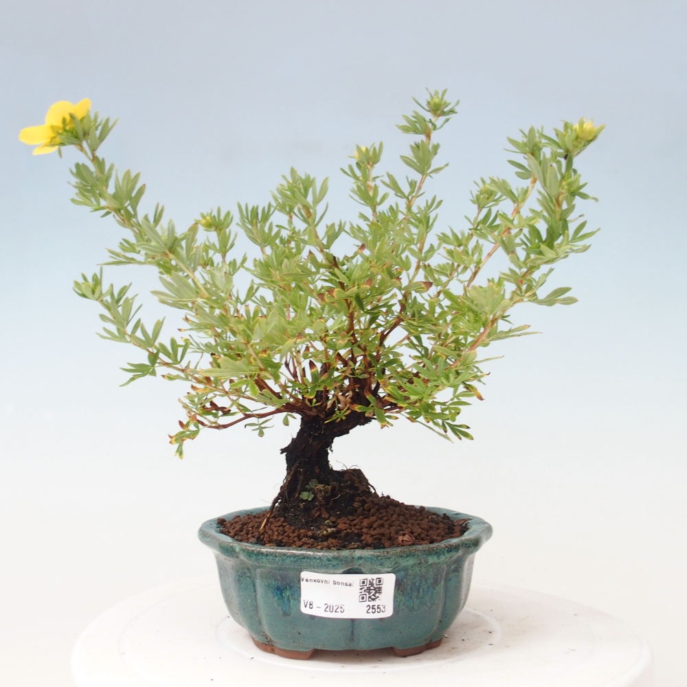 Kültéri bonsai - Potentila fruticosa sárga Bird