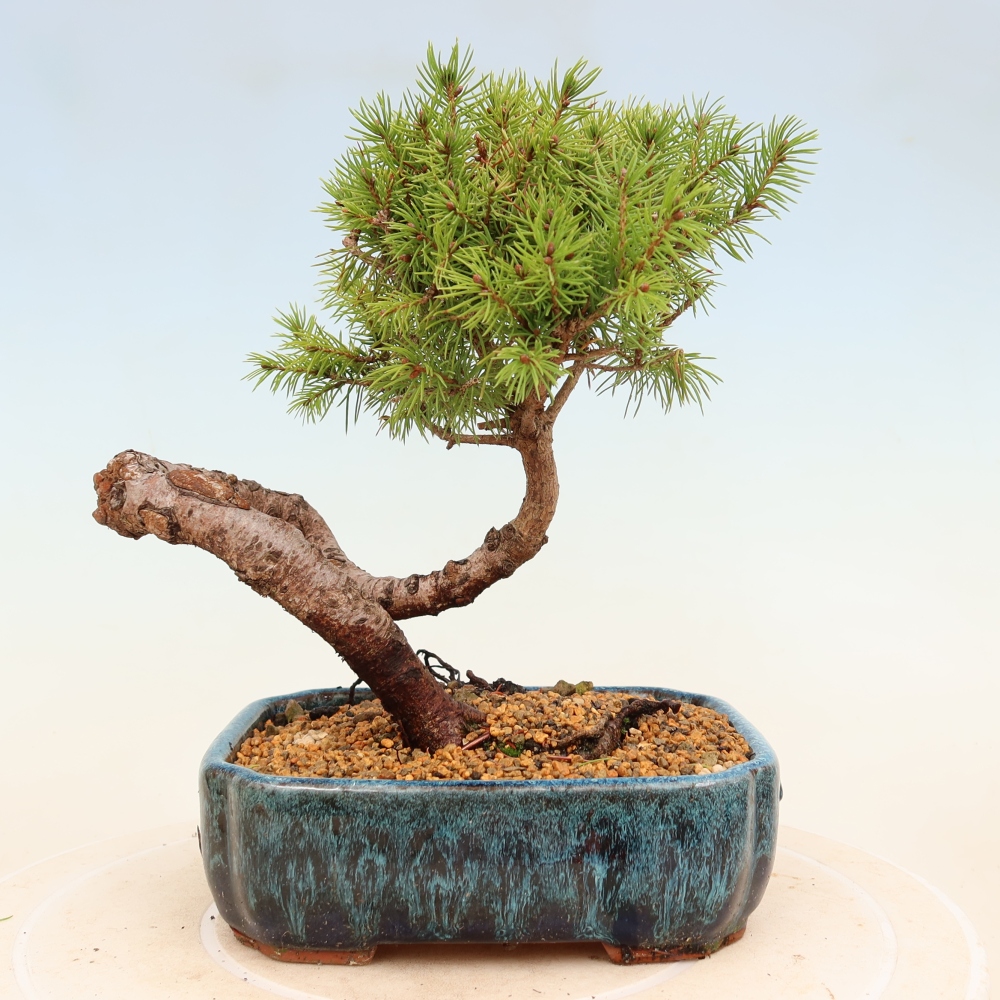 Kültéri bonsai - lucfenyő - Picea glauca globe