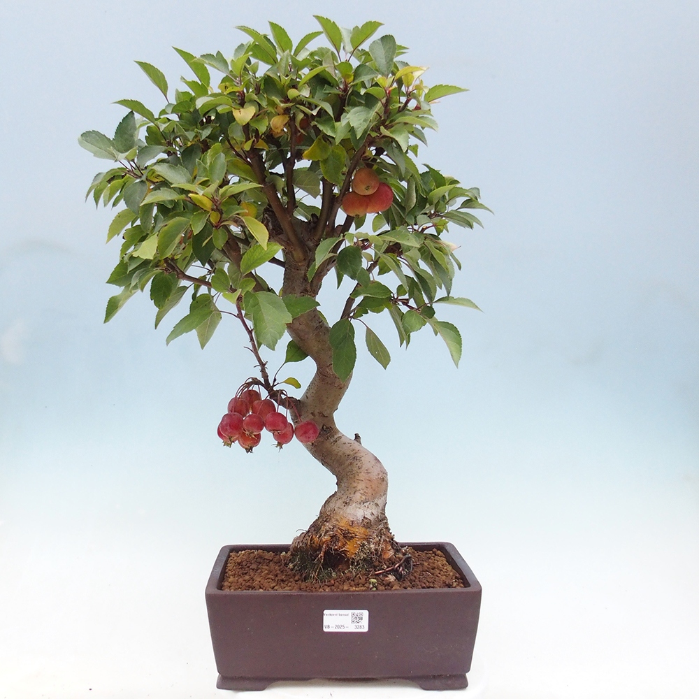 Kültéri bonsai -Malus halliana - Kis gyümölcsű almafa