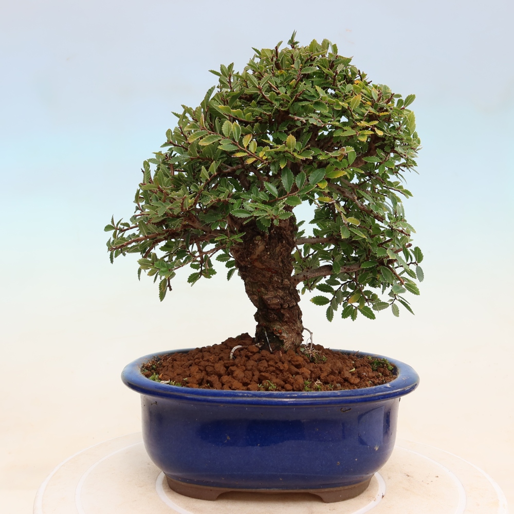 Kültéri bonsai - Zelkova - Zelkova NIRE