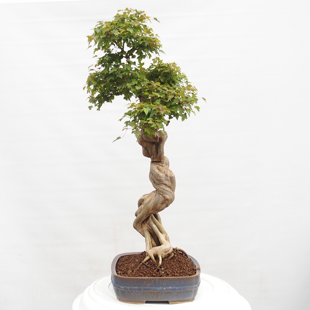 Kültéri bonsai - Acer Buergerianum - Burger juhar