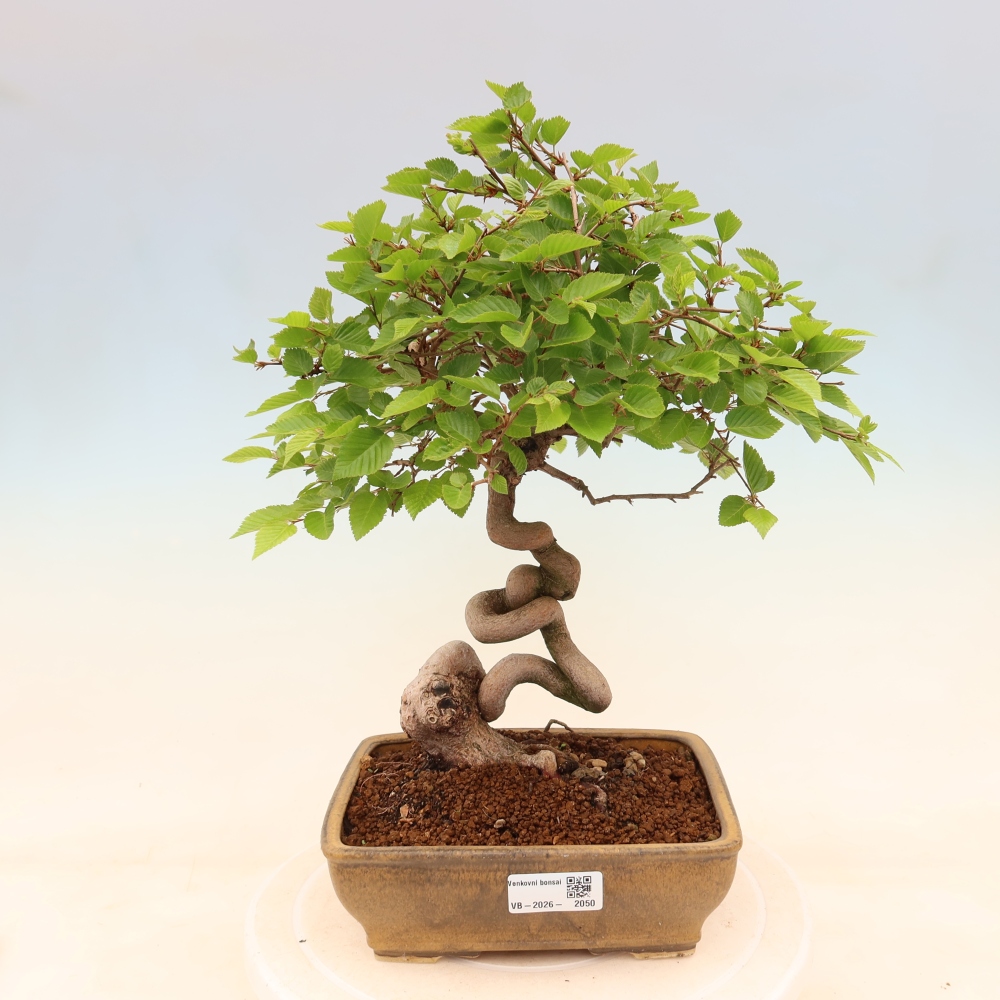 Kültéri bonsai -Carpinus Coreana - Koreai gyertyánfa
