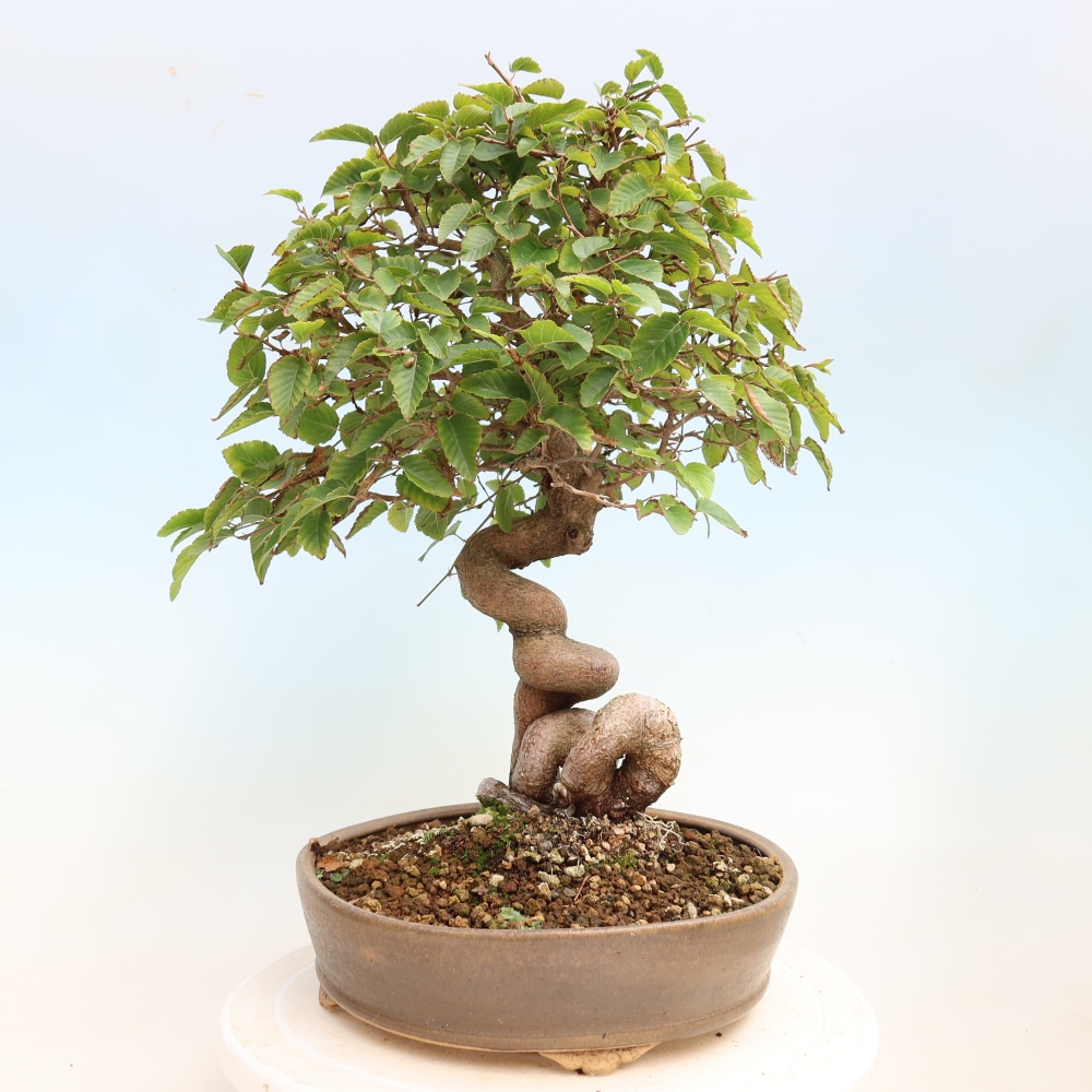 Kültéri bonsai -Carpinus CARPINOIDES - Koreai gyertyánfa