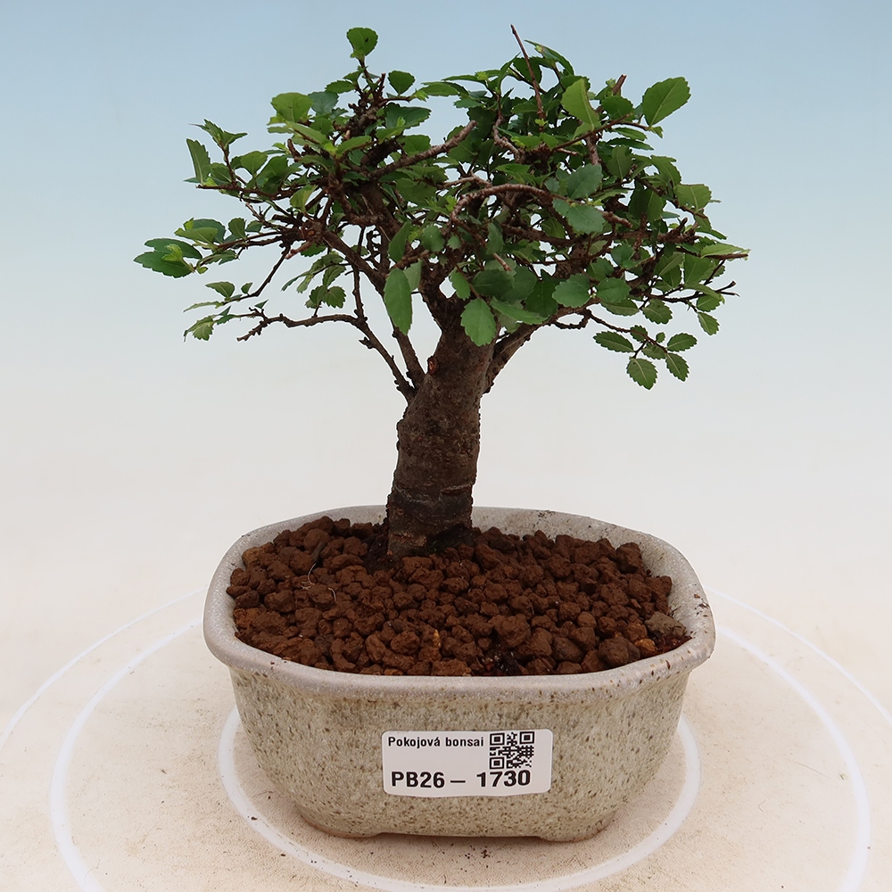 Szobai bonsai - Ulmus parvifolia - Kislevelű szilfa