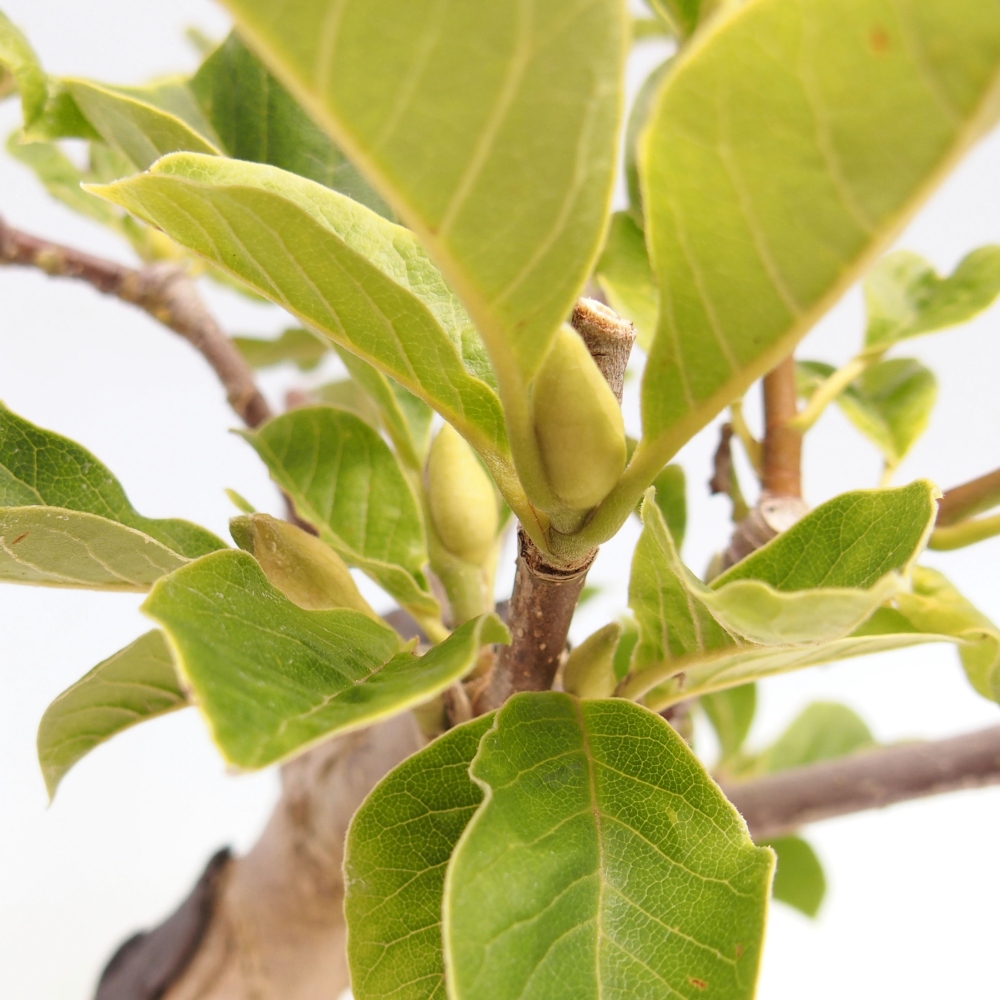 Kültéri bonsai - Magnolia loebneri merrill - Magnolia