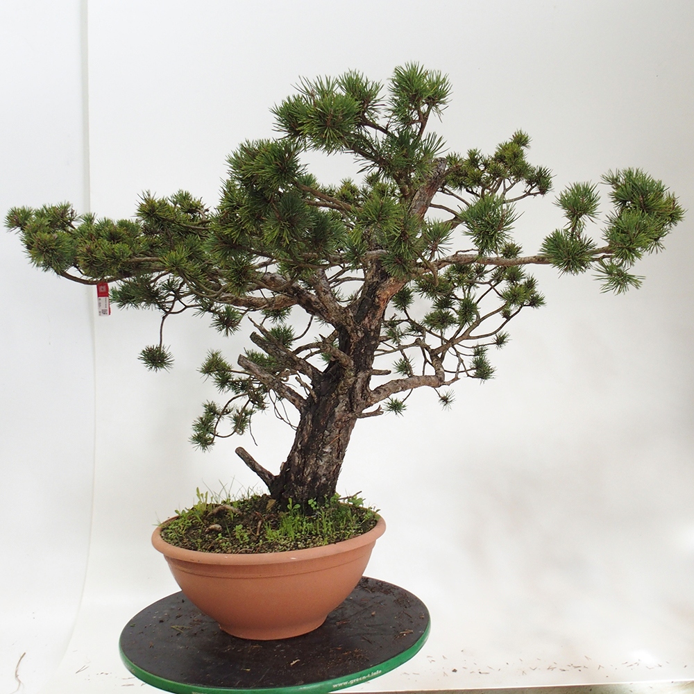 Yamadori - Pinus sylvestris Spanyolország