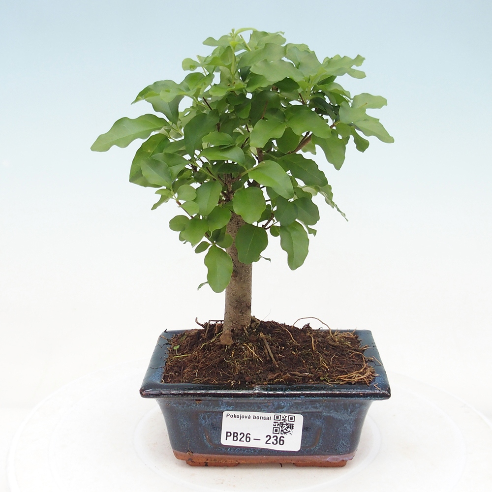 Szobai bonsai -Ligustrum chinensis - Madárcsőr