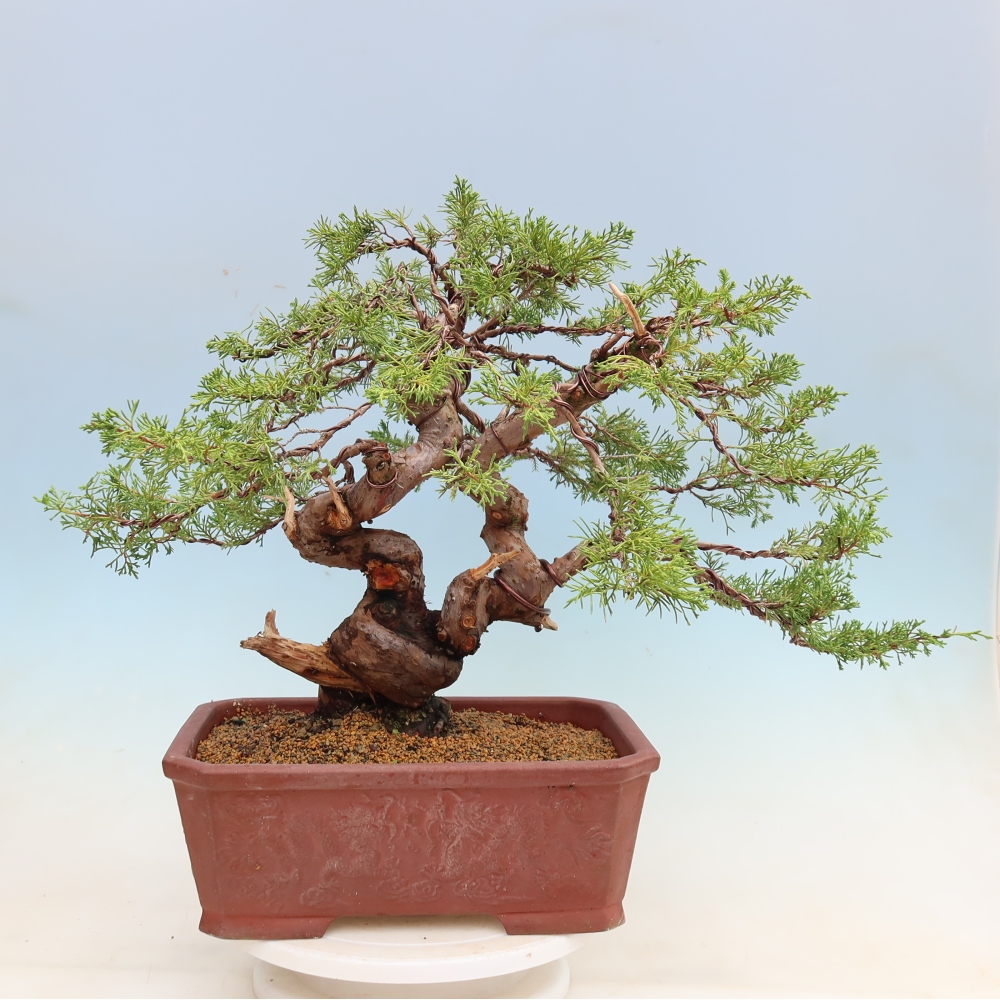 Kültéri bonsai - Juniperus chinensis Itoigawa-Juniperus chinensis