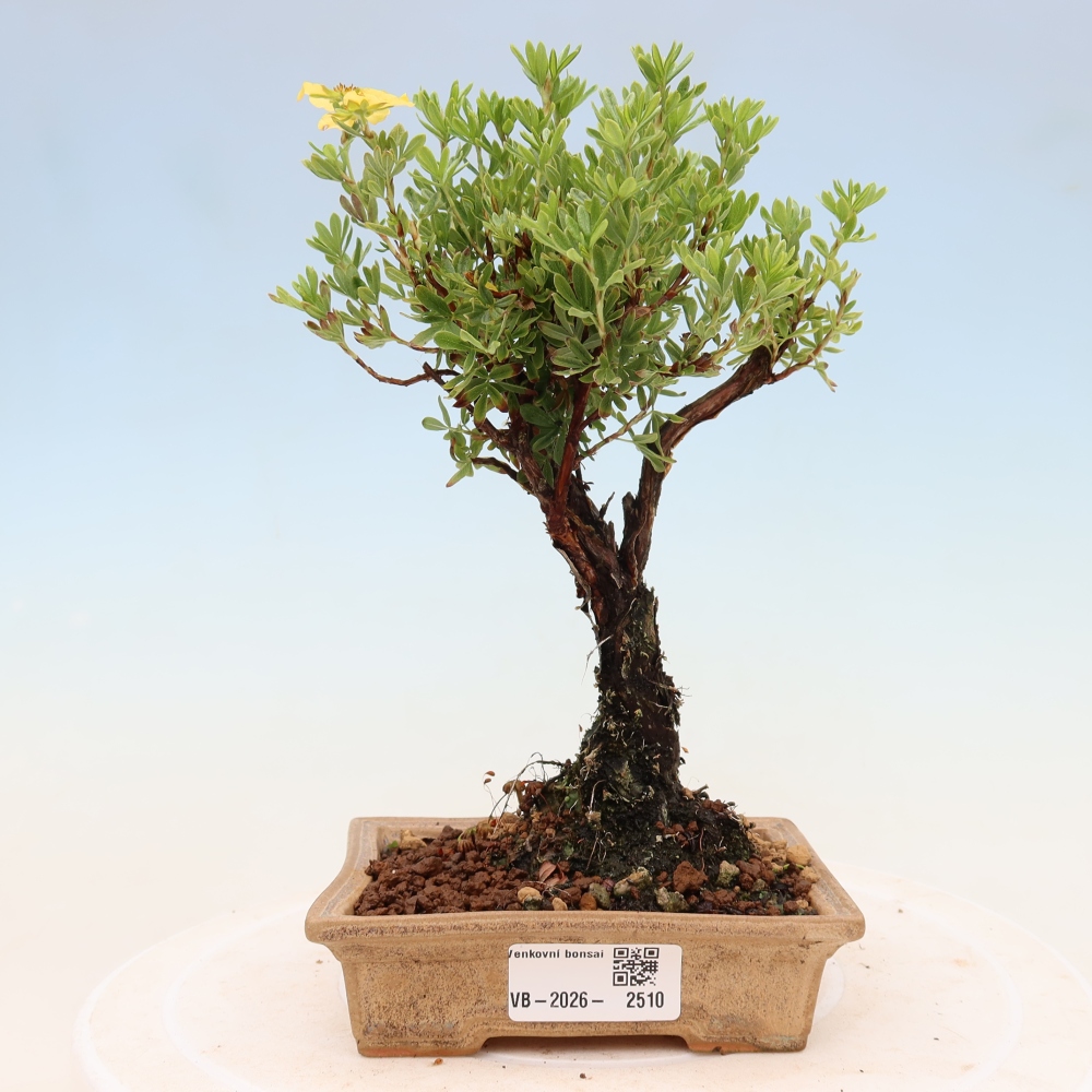 Kültéri bonsai - Potentila fruticosa