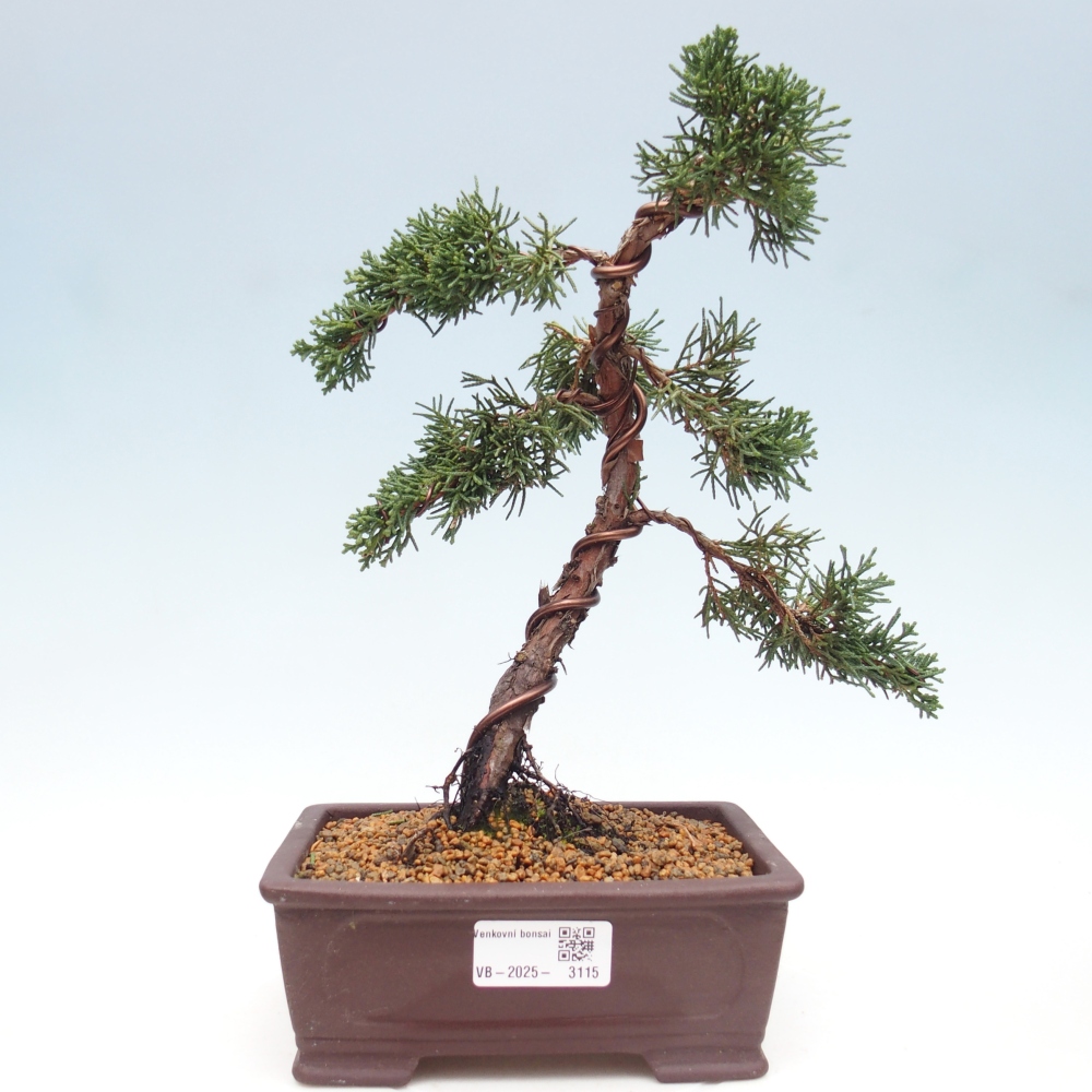 Kültéri bonsai - Juniperus chinensis Kishu