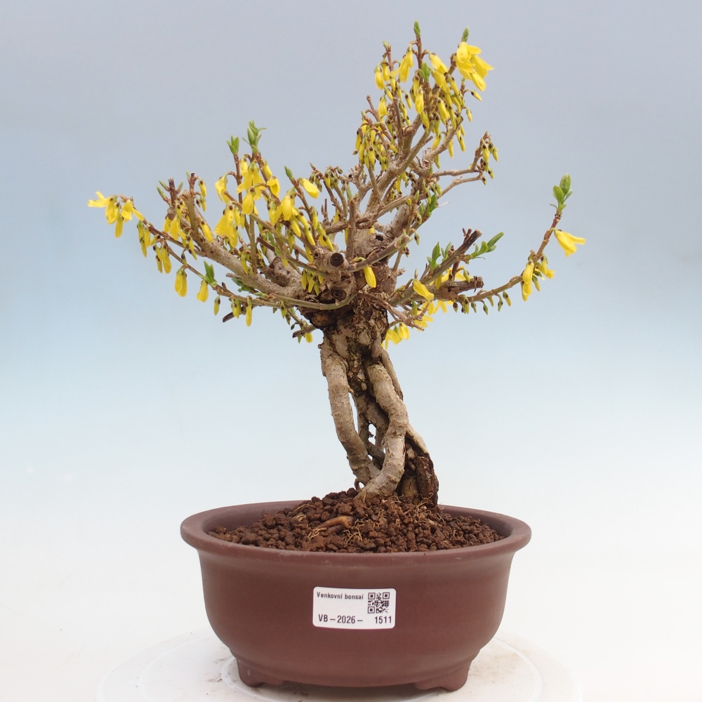 Kültéri bonsai - Zlatice - Forsythia koreana