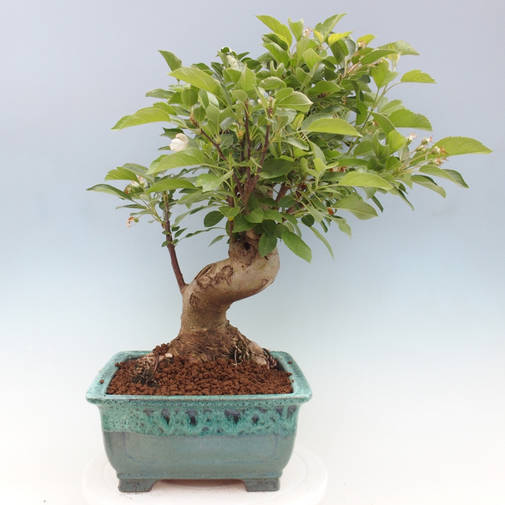 Kültéri bonsai -Malus halliana - Kis gyümölcsű almafa