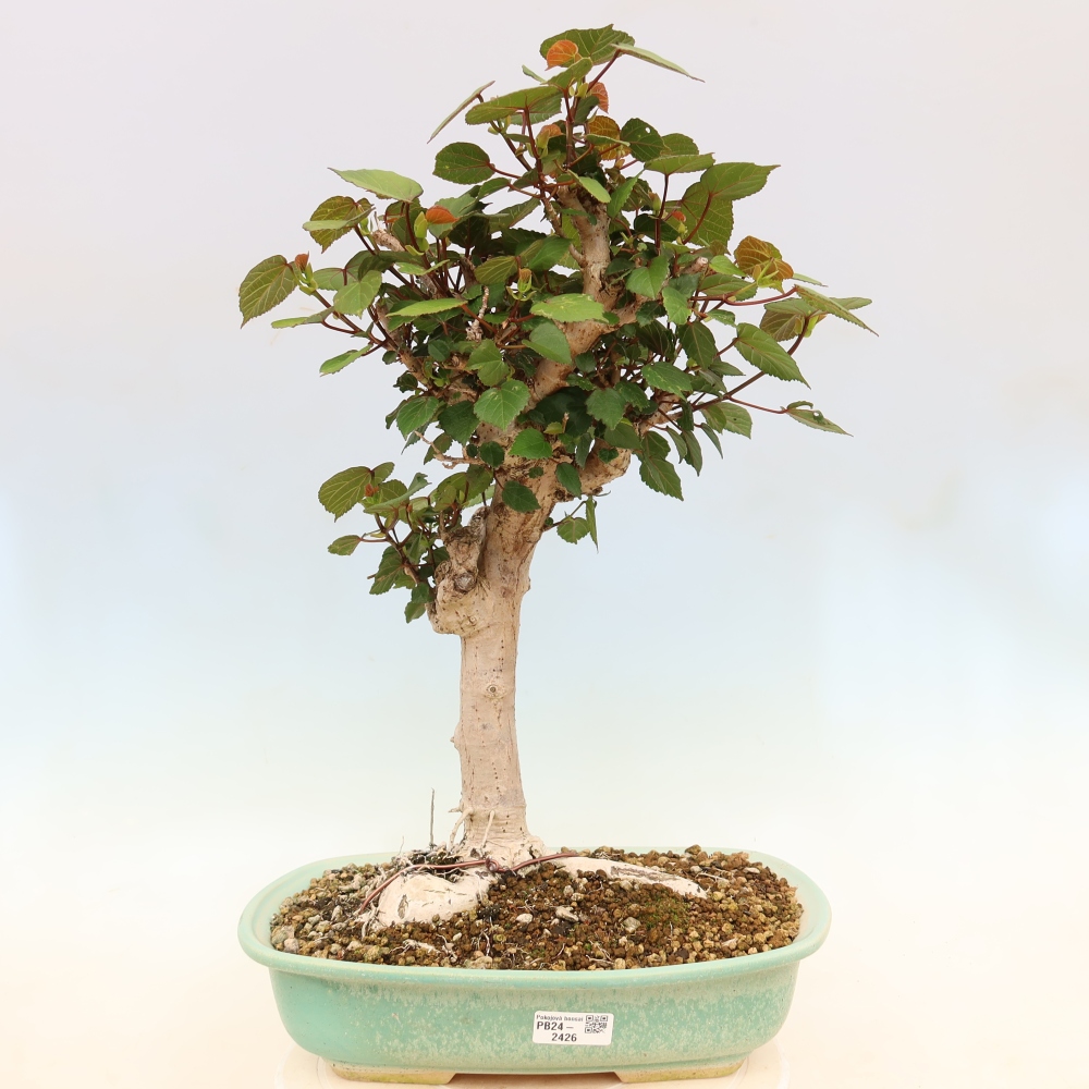Beltéri bonsai - Hibiscus tiliaceus - tengeri hibiszkusz