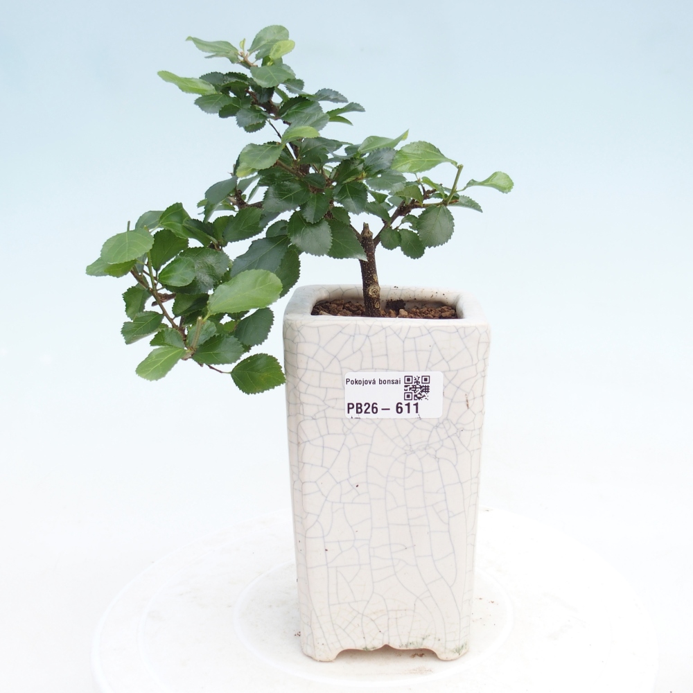 Beltéri bonsai - Grewia occidentalis - Levendula csillaghal