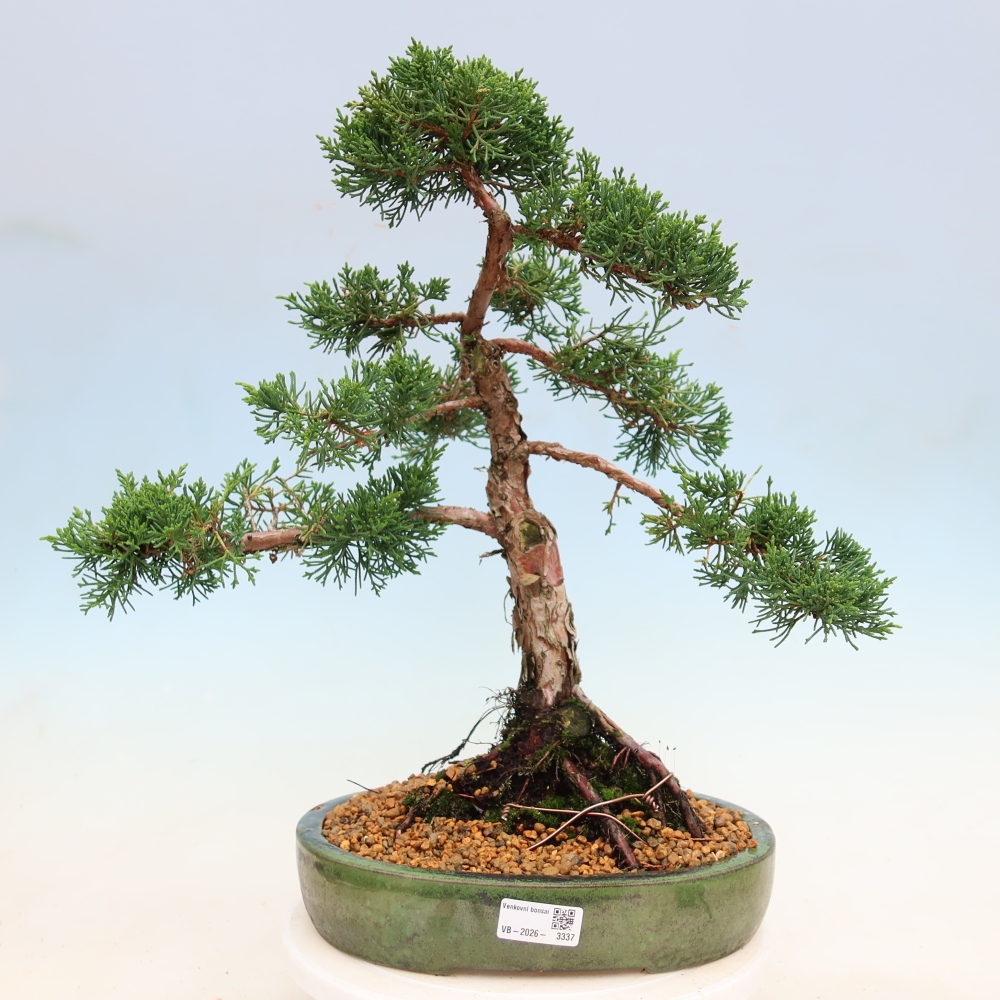 Kültéri bonsai - Juniperus chinensis Kishu
