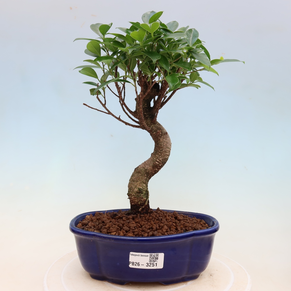 Szobai bonsai - Ficus kimmen - kislevelű fikusz