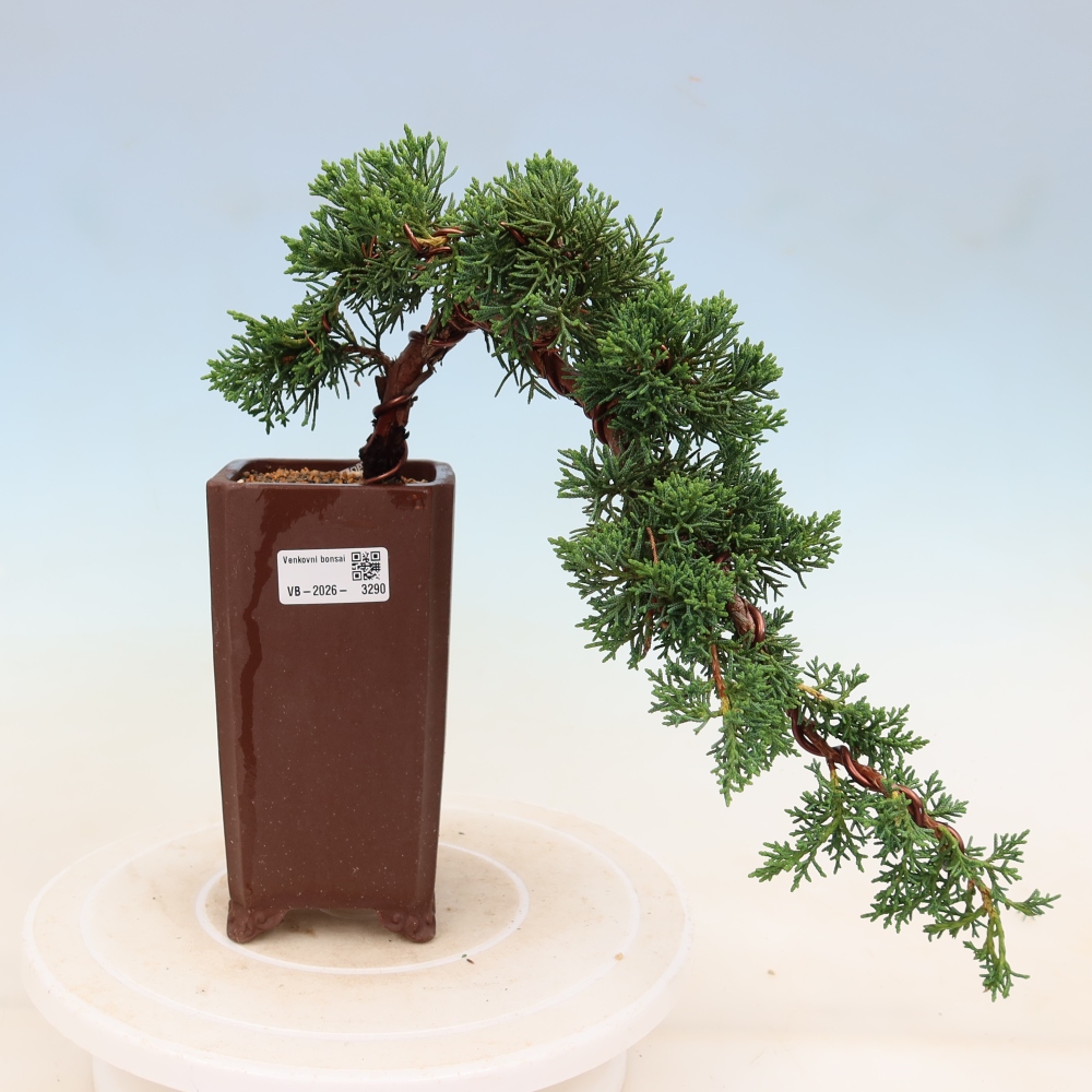 Kültéri bonsai - Juniperus chinensis Kishu