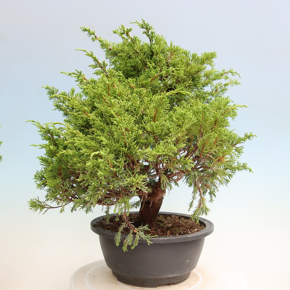 Kültéri bonsai - Juniperus chinensis Itoigawa-Juniperus chinensis