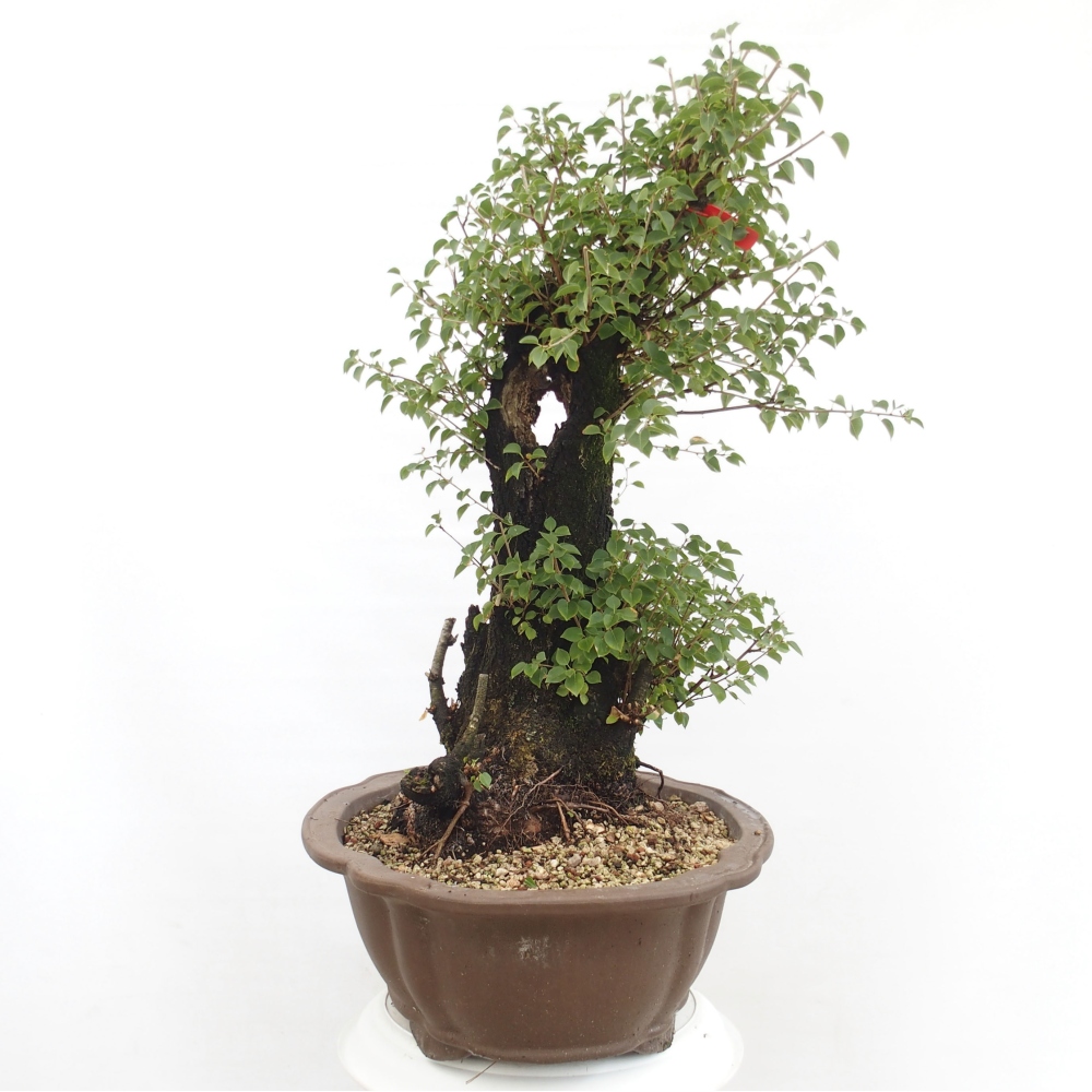 Kültéri bonsai - Mahalebka - Prunus mahaleb - Prunus mahaleb