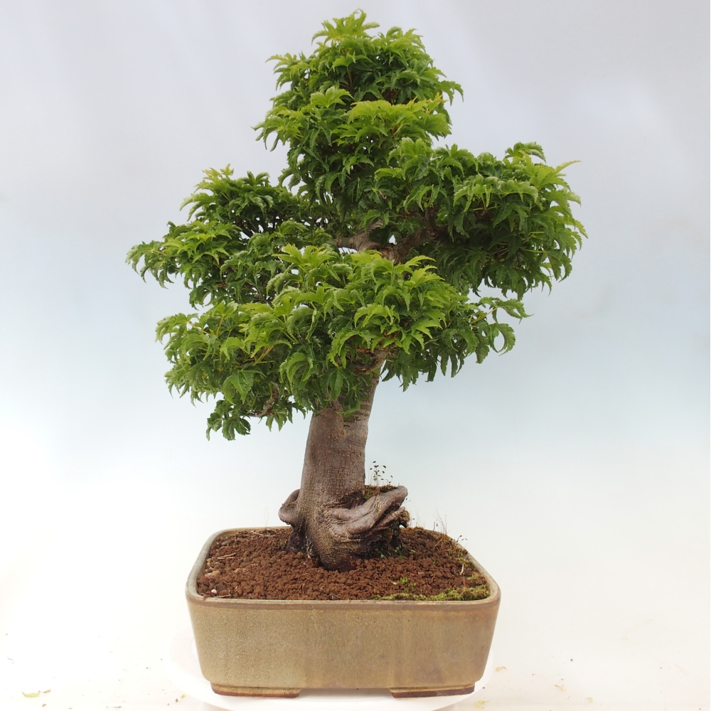 Kültéri bonsai -Javor pálma Acer palmatum Shishigashira