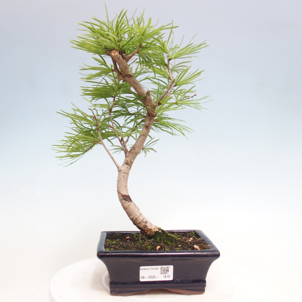 Kültéri bonsai -Pseudolarix amabis-Pseudolarix amabis-Pseudolarix amabis