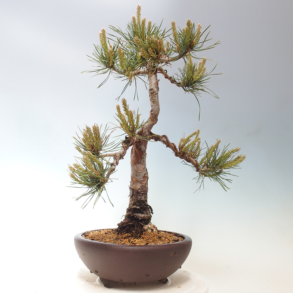 Kültéri bonsai - Pinus Sylvestris Watererri - erdeifenyő