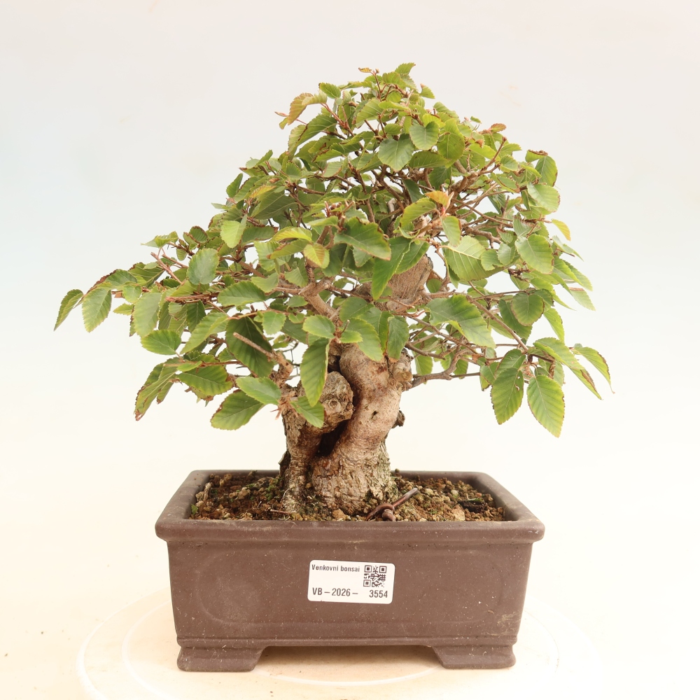 Kültéri bonsai -Carpinus CARPINOIDES - Koreai gyertyánfa